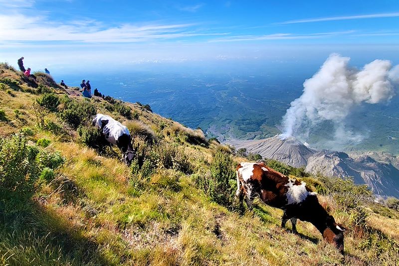 Éruption du volcan Santiaguito depuis le volcan Santa Maria - Guatemala