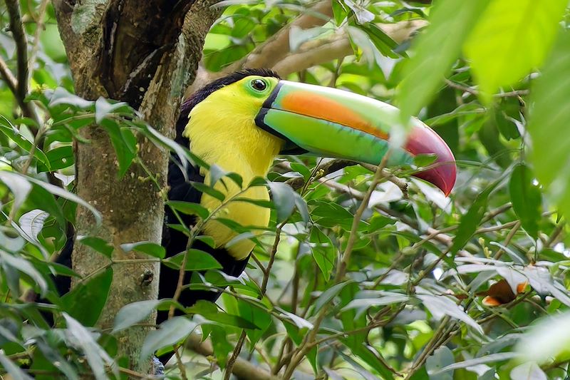 Toucan dans la forêt tropicale - Guatemala
