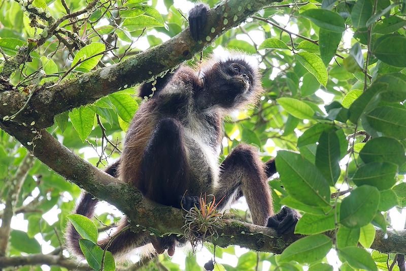 Singe dans la forêt tropicale - Guatemala