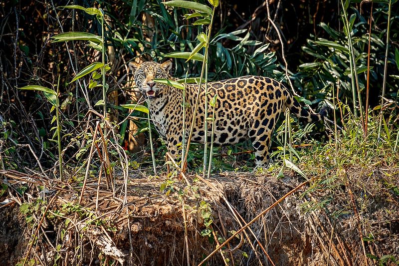Jaguar dans les fourrés - Guatemala
