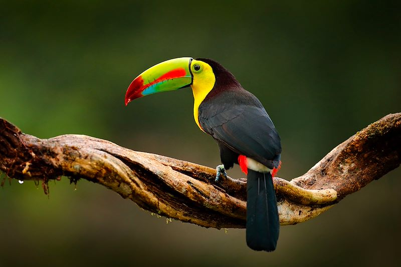 Toucan à carène au Guatemala