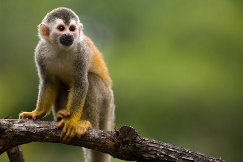 Singe-écureuil dans le parc national Manuel Antonio - Costa Rica - Amérique centrale