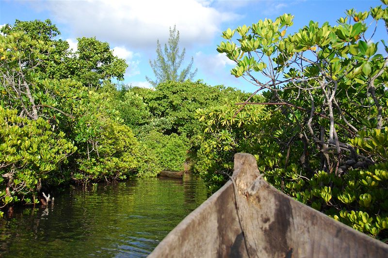 Descente en pirogue dans la mangrove - Guyane