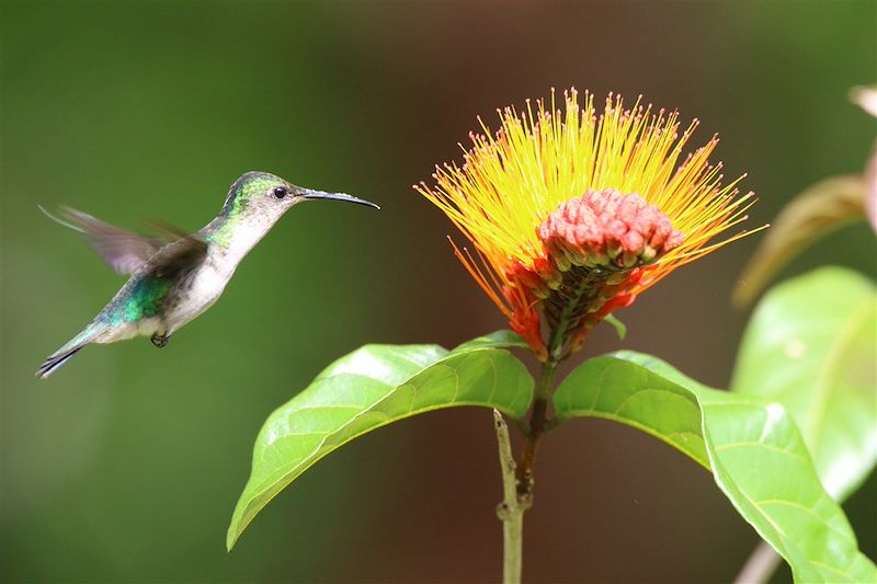 Colibri - Guyane