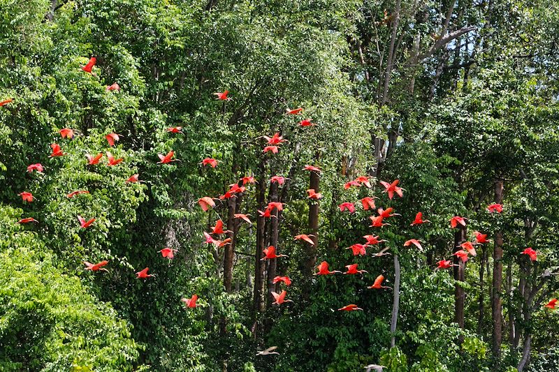 Ibis rouges en vol - Guyane
