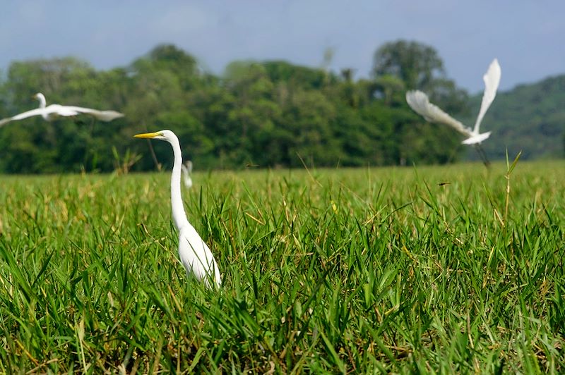 Grandes aigrettes dans le Marais de Kaw - Guyane