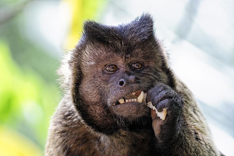 Singe - Guyane