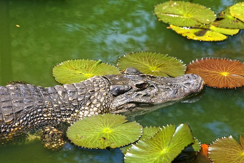 Caïman à lunettes - Guyane
