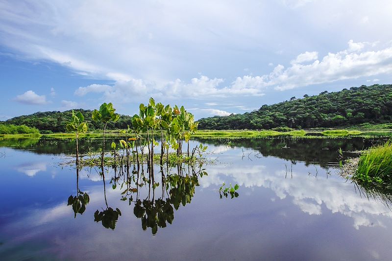 Réserve naturelle nationale des marais de Kaw-Roura - Guyane