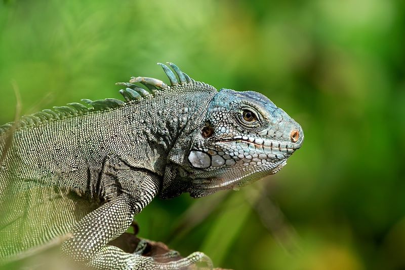 Iguane sur l'Île du Salut - Guyane