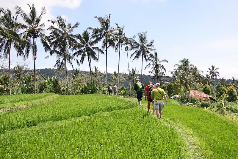 Rizières à Munduk - Bali - Indonésie