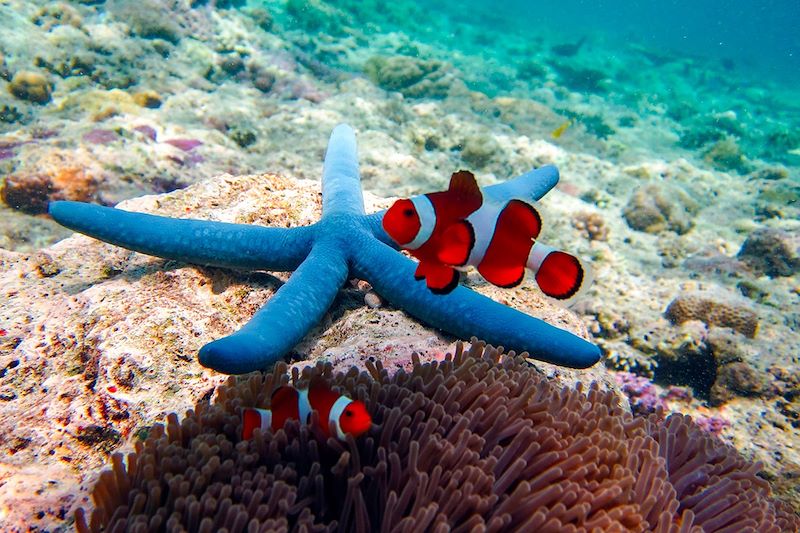 Fonds marins vers Menjangan - Indonésie