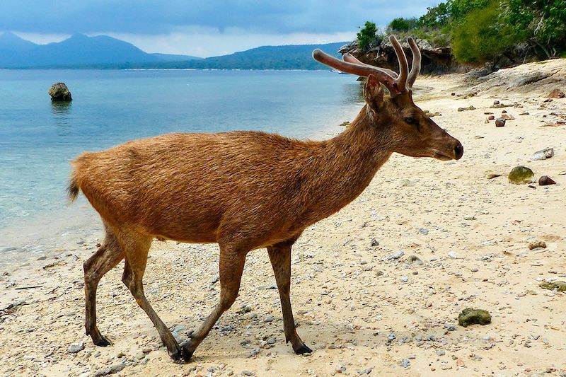 Bali, comme une étoile … de mer