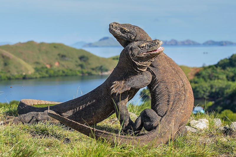 Dragon de Komodo - Île de Rinca - Indonésie