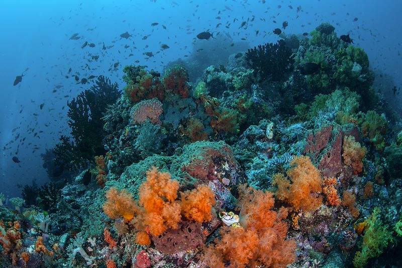 Fonds marins dans le détroit de Lembeh - Sulawesi du Nord - Indonésie