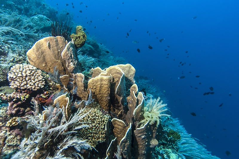 Parc national marin de Bunaken - Sulawesi du Nord - Indonésie