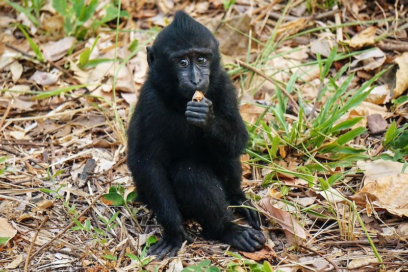 Macaque assis dans le Parc National de Tangkoko - Sulawesi - Indonésie
