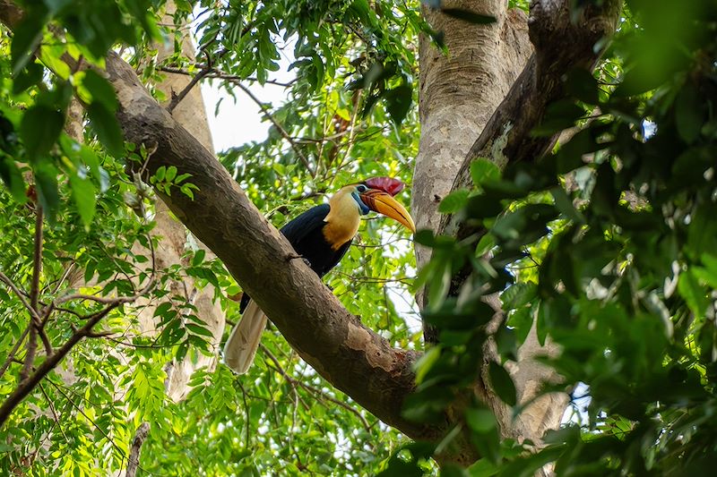 Calao à cimier dans la Réserve naturelle de Tangkoko Batuangus - Sulawesi - Indonésie