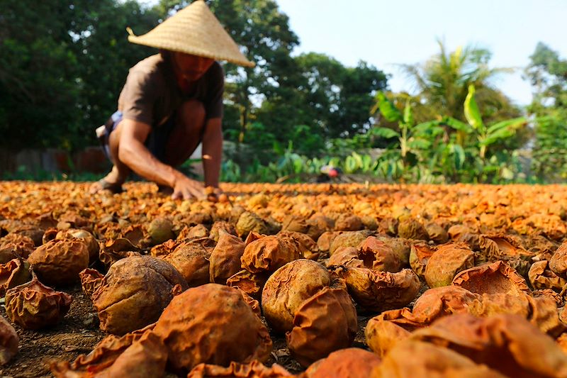 De Jakarta à Banda Neira : immersion olfactive dans l’histoire des épices, entre muscade, marchés colorés et saveurs indonésiennes