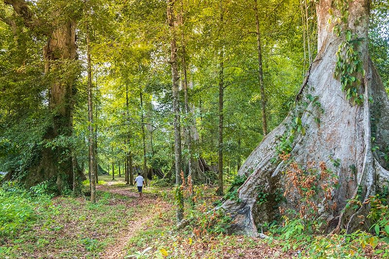Forêt de muscadiers à Banda - Archipel des Moluques - Indonésie