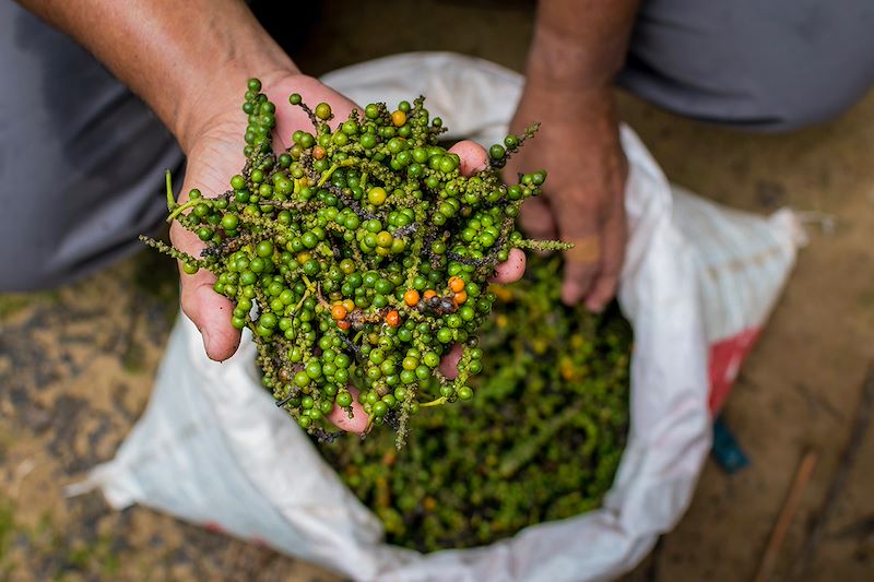 Poivre blanc fraîchement récolté - Indonésie
