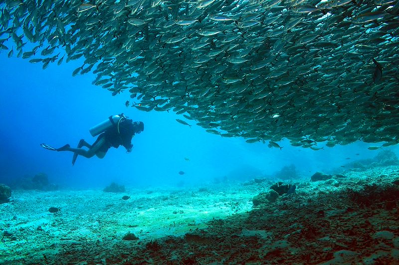 Plongée dans le détroit de Dampier - Archipel de Raja Ampat - Papouasie occidentale - Indonésie