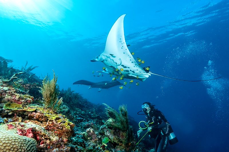 Partez pour une croisière plongée à Raja Ampat, et explorez l’un des plus beaux sites de plongée au monde.