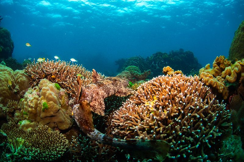 Requins-tapis (Wobbegong) - Raja Ampat - Papouasie occidentale - Indonésie