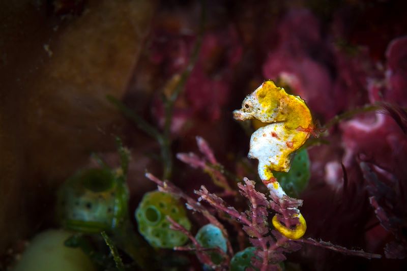 Hippocampe pygmée de Pontoh à Raja Ampat - Papouasie occidentale - Indonésie