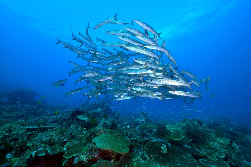 Banc de barracudas - Raja Ampat - Papouasie occidentale - Indonésie