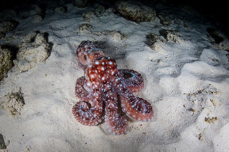 Pieuvre étoilée observée de nuit - Raja Ampat - Papouasie occidentale - Indonésie