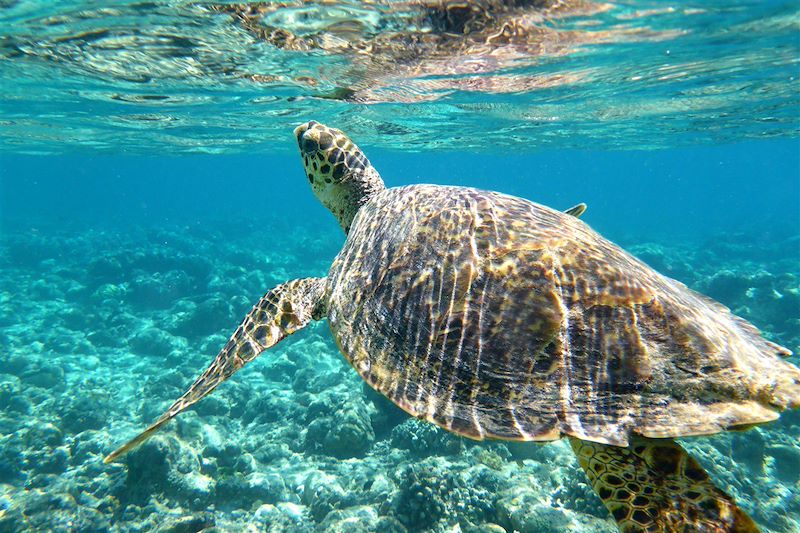 Tortue à Gili Air - Indonésie