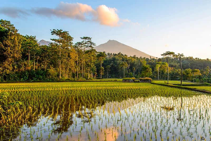 Rizières à Tetebatu - Île de Lombok - Indonésie