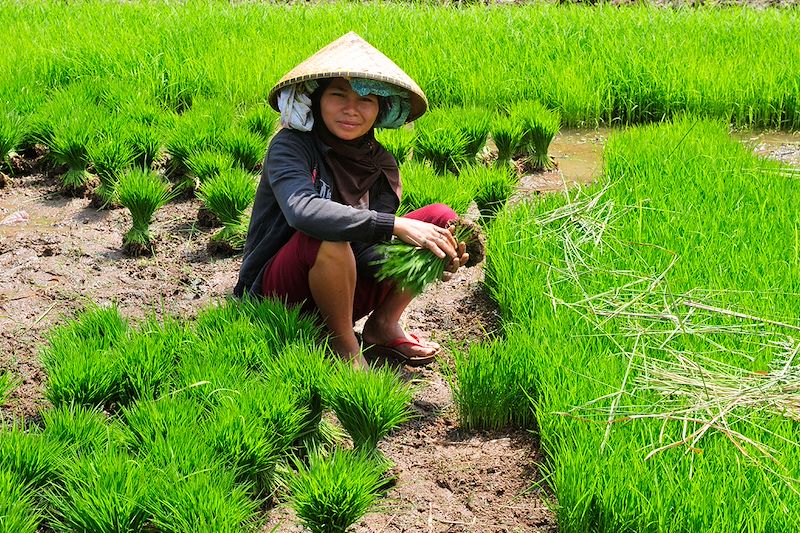 Femme travaillant dans les rizières à Tetebatu - Île de Lombok - Indonésie