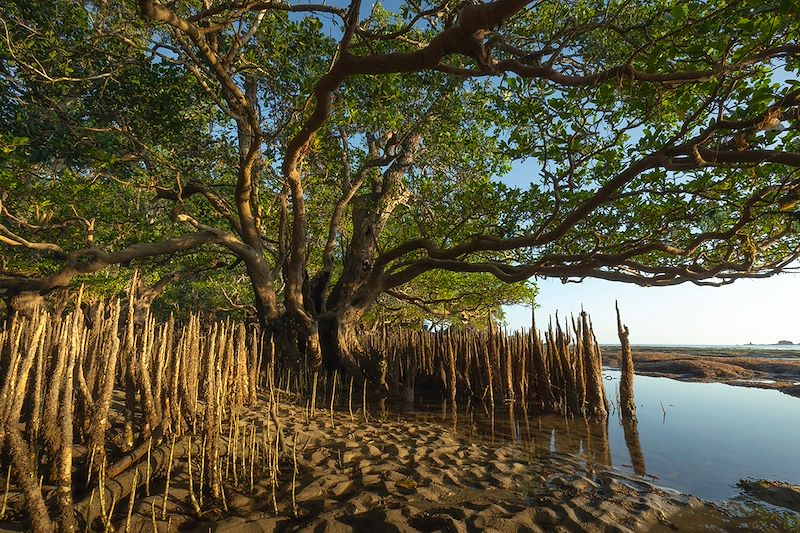 Mangroves sur l'île de Lombok - Indonésie