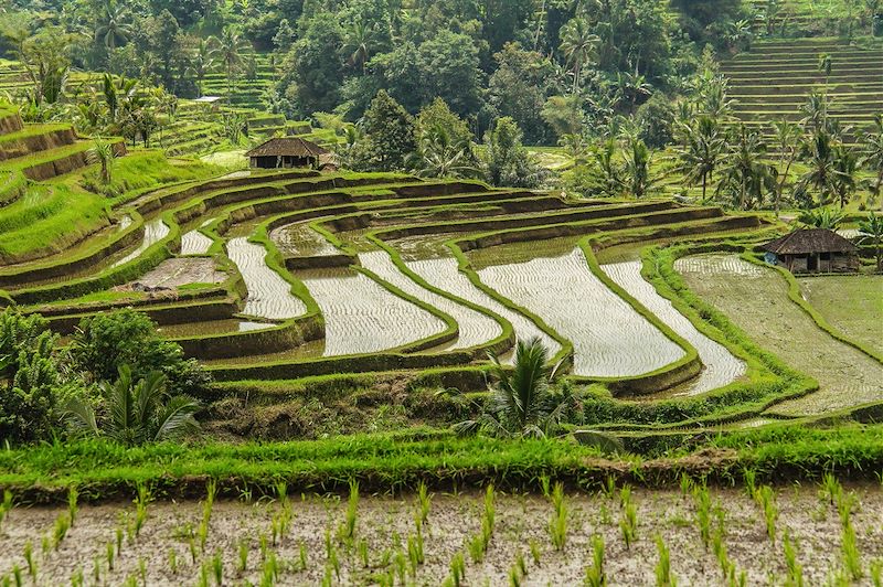 Rizières de Jatiluwih - Bali - Indonésie