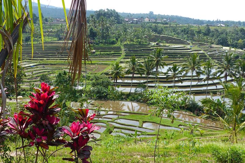 Rizières - Bali - Indonésie