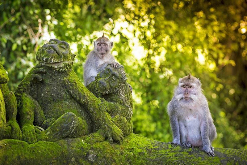 Forêt Sacrée des Singes - Ubud - Bali - Indonésie