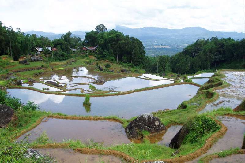 Randonnée en pays Toraja 