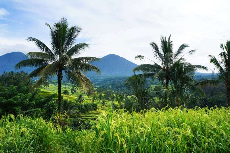 Jatiluwih - Bali - Indonésie