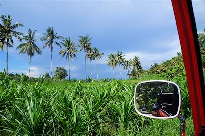 Bali, Beach, Bebek & Java