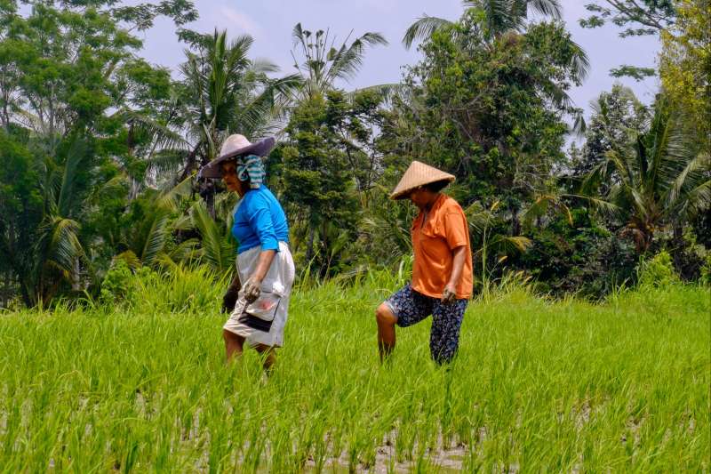 Ascension du Rinjani et rizières de Bali 