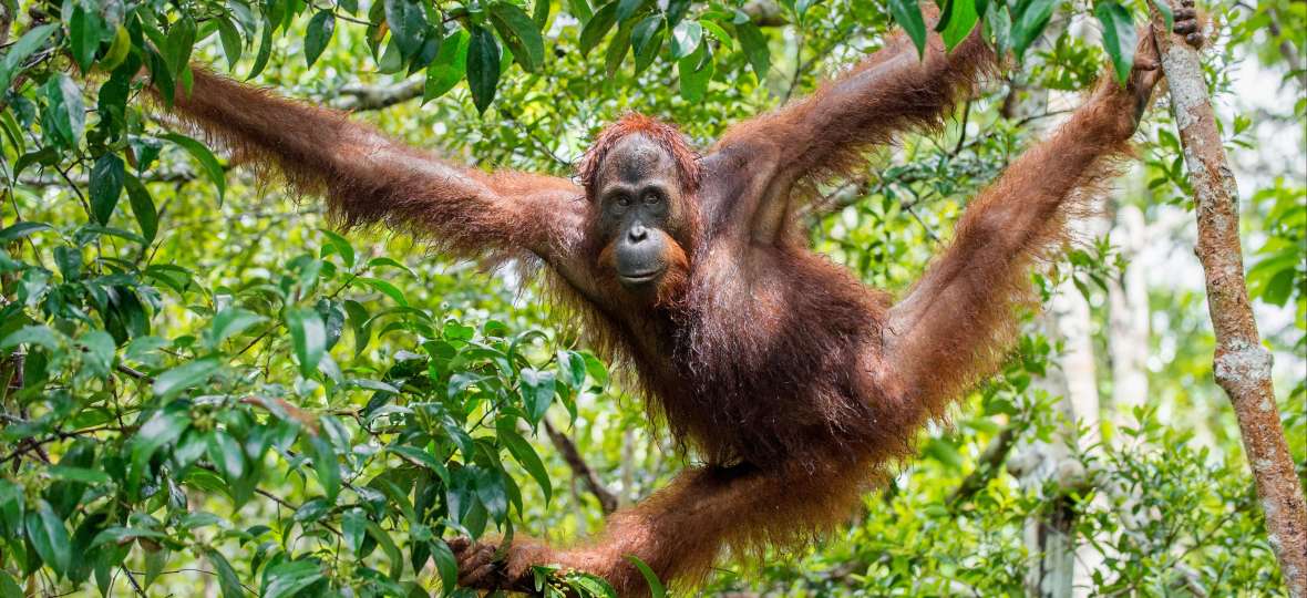 orang outan sumatra Sumatra ou la vie sauvage! Nomade Aventure