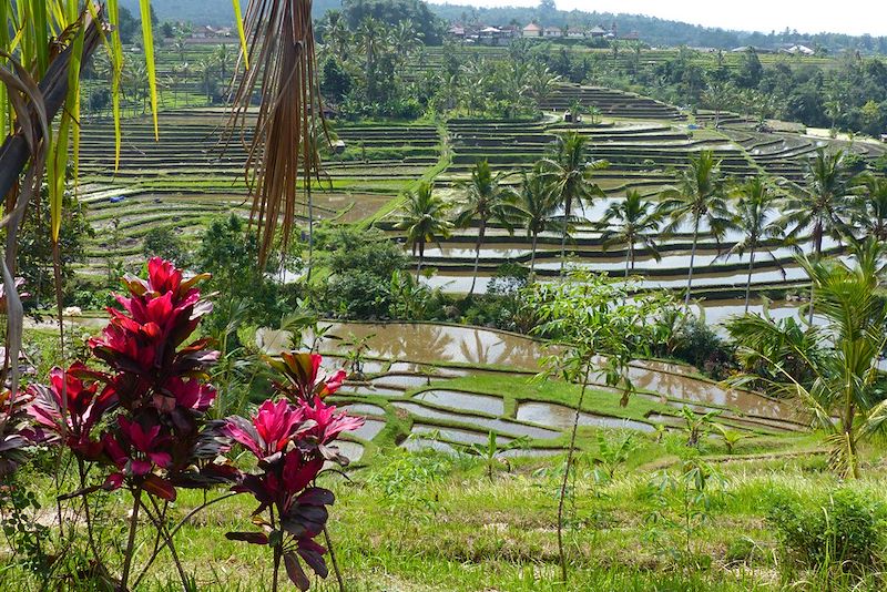 Rizières - Bali - Indonésie