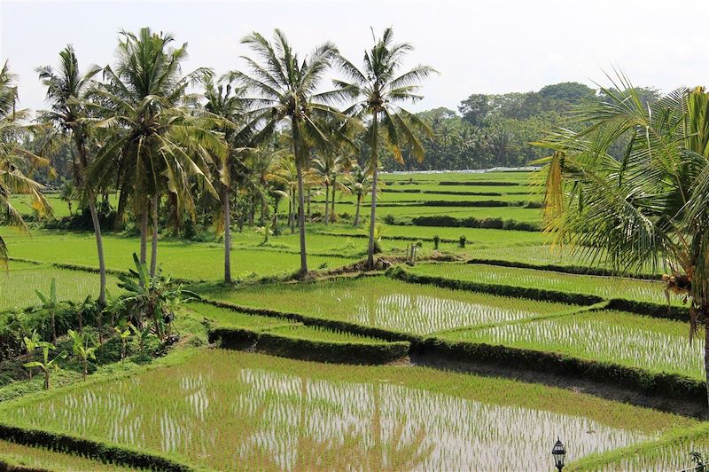 Rizières d'Ubud - Bali - Indonésie