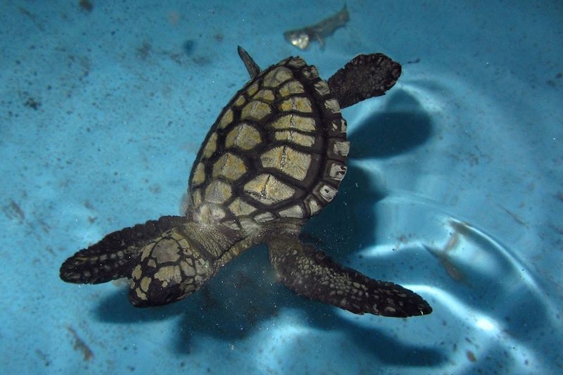 Protection des tortues à Pemuteran - Bali - Indonésie