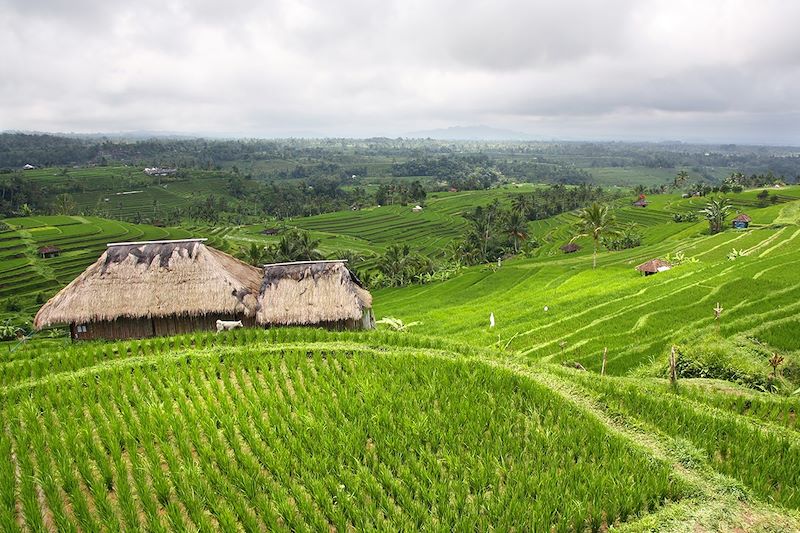 Rizières de Jatiluwih - Bali - Indonésie