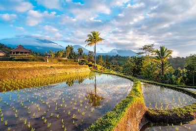 La Java à Bali 3