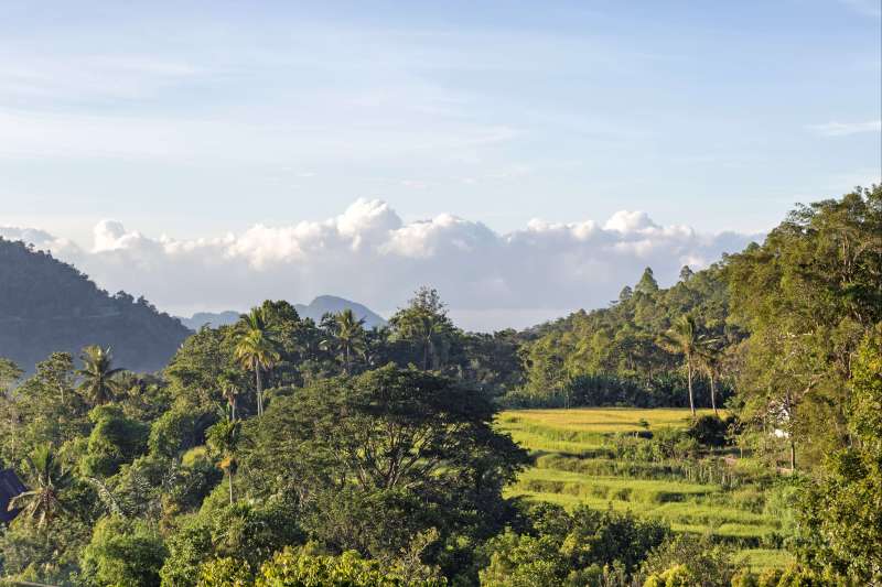 Rizières à Moni - Florès - Indonésie