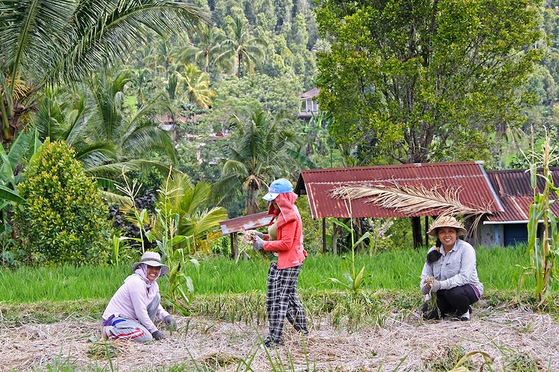 Rizières à Munduk - Bali - Indonésie